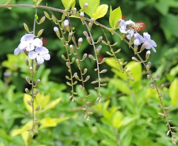 Close-up of flower buds