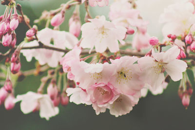 Close-up of pink flowers blooming on branch