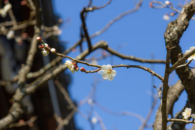 White plum blossom flower on branch of tree