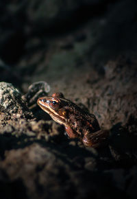 Close-up of frog on rock