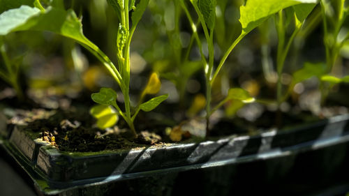 Close-up of plants