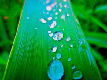 Close-up of raindrops on green leaves