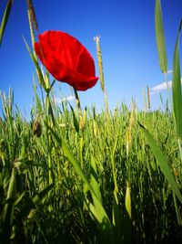 Close-up of red flower growing in field against clear sky