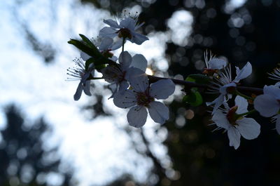 Low angle view of cherry blossoms on tree