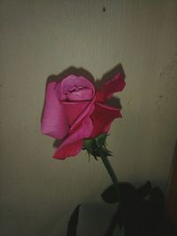 Close-up of flower blooming indoors