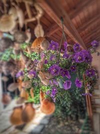 Close-up of purple flowers