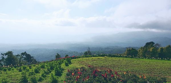 Scenic view of trees on field against sky