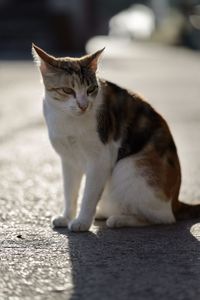 Cat sitting on footpath