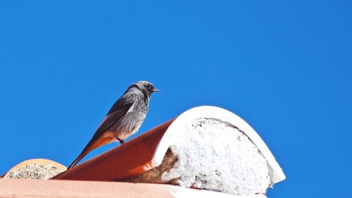 Low angle view of bird perching against clear blue sky