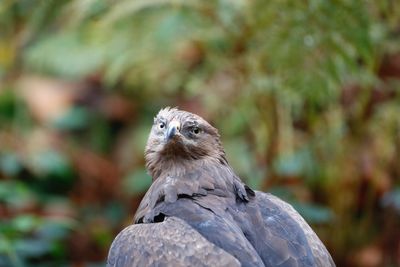 Close-up of owl perching outdoors