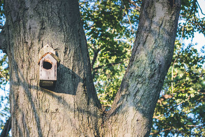 Low angle view of birdhouse on tree trunk