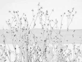 Close-up of frozen plants on field against sky