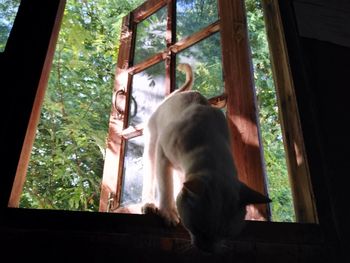 Cat sitting on window sill