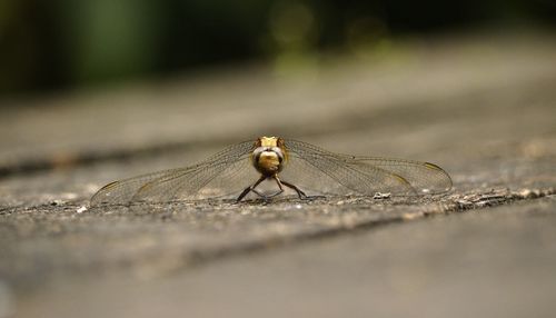 Surface level of dragonfly on wood
