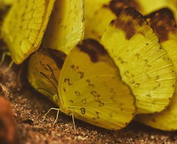 Close-up of insect on leaf