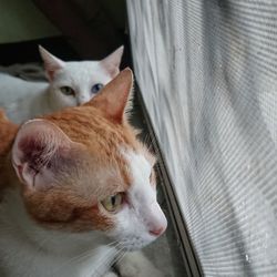 Close-up of cat looking away