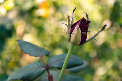 Close-up of red flowering plant