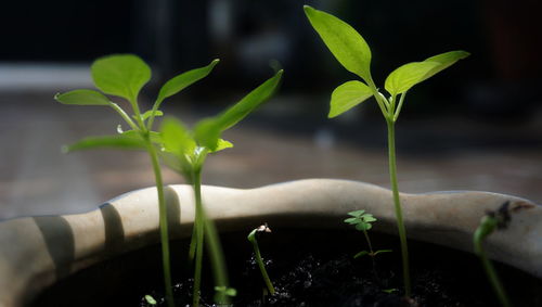 Close-up of plant growing outdoors
