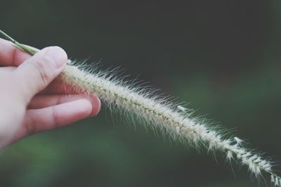 Close-up of person holding leaf