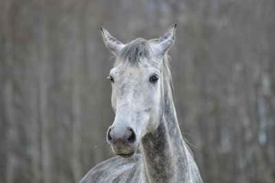 Portrait of a horse