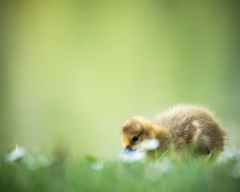 Close-up of gosling bird