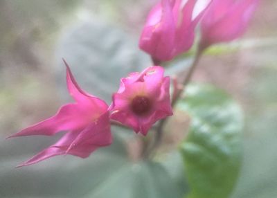 Close-up of pink rose