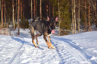 Dog on snow covered trees during winter