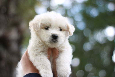 Portrait of cute puppy