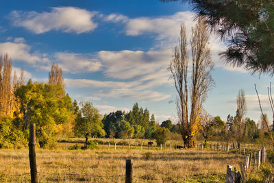 Trees on field against sky