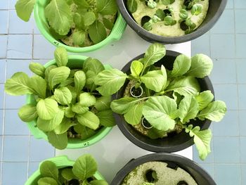 High angle view of plants