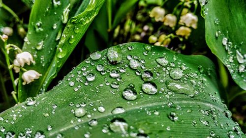 Close-up of wet plant leaves during rainy season