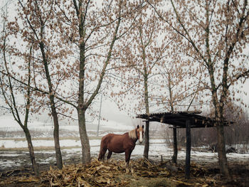 Horse standing by bare trees in winter