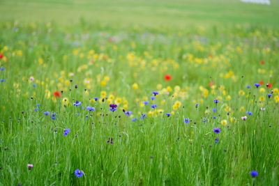 Purple crocus flowers on field