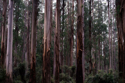 Trees in forest