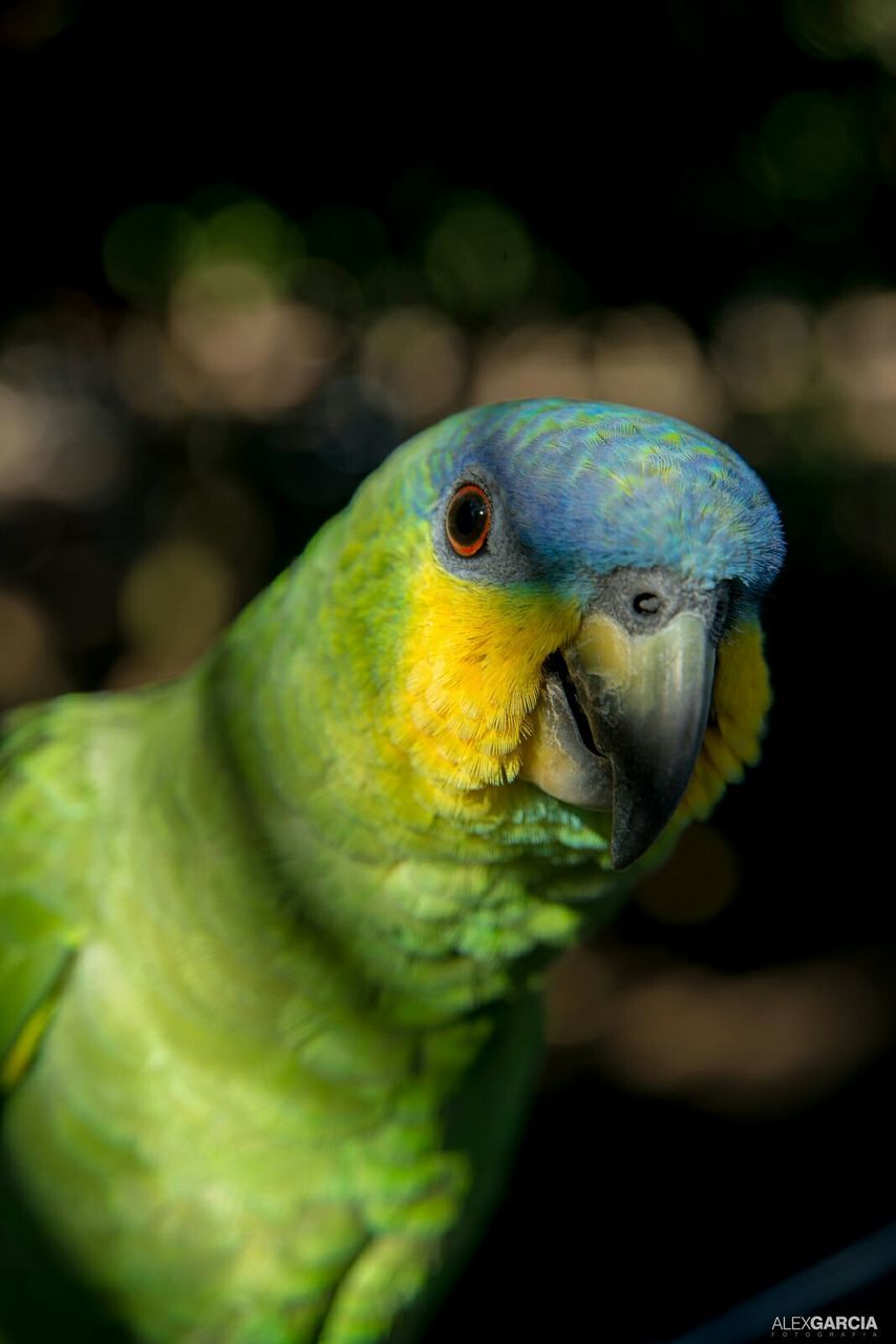 CLOSE-UP OF PARROT