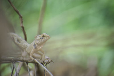 Thai chameleon