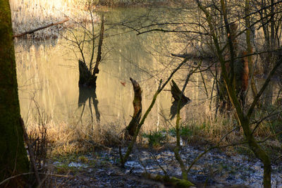 Dog in forest