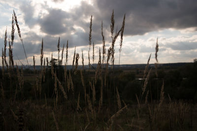 Plants on field against sky