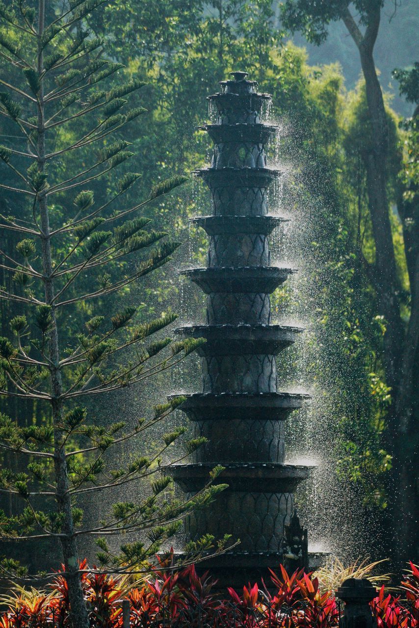 LOW ANGLE VIEW OF TREES IN A FOREST