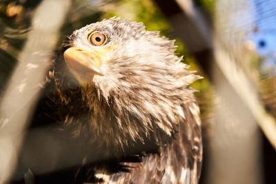 Close-up portrait of eagle