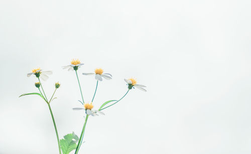 Close-up of white flowering plant against clear sky