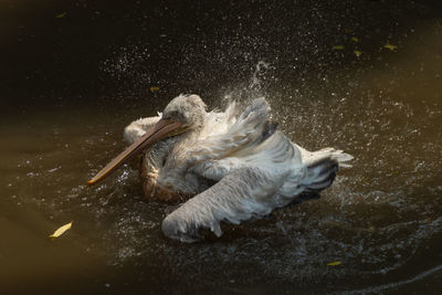 Birds swimming in lake