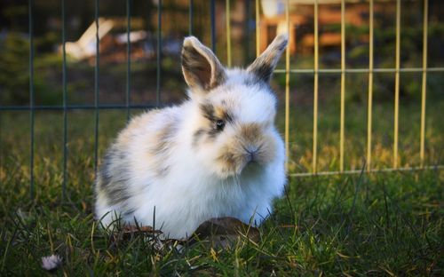 Close-up of bunny on grass in back yard