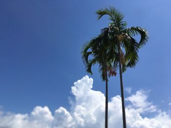 Low angle view of palm tree against blue sky