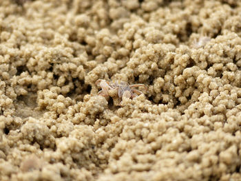 Close-up of crab on sand