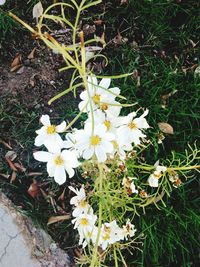 Close-up of white flowers blooming in field