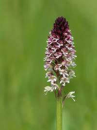 Close-up of purple flowering plant