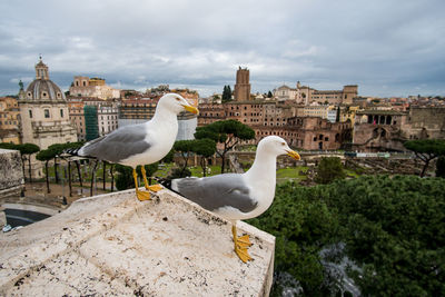 Seagulls perching on retaining wall against sky