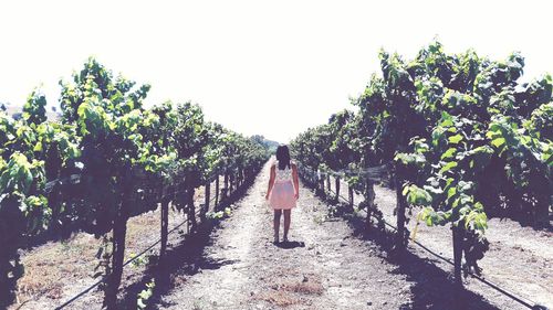 Rear view of woman standing amidst trees against clear sky