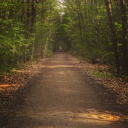 Dirt road amidst trees in forest